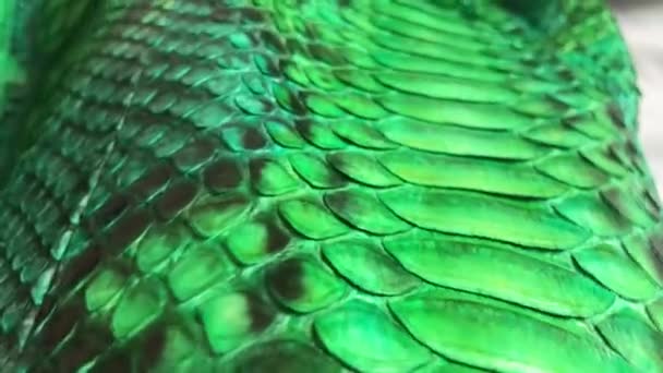 Textura de python de pele de cobra verde. Moda jaqueta de couro de luxo close up . — Vídeo de Stock