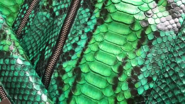 Zöld kígyóbőr piton textúra. Divat luxus bőrdzseki közelről. — Stock videók