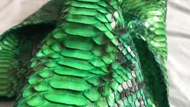 Textura pitón de piel de serpiente verde. Chaqueta de cuero de lujo de moda de cerca . — Vídeo de stock