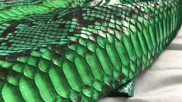 Texture in pitone di pelle di serpente verde. Moda giacca di pelle di lusso da vicino. — Video Stock