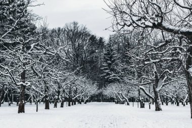 Winter Park in Moscow with Snowy Trees. Winter landscape.