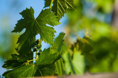 Graps şarap üretimi için yapraklar