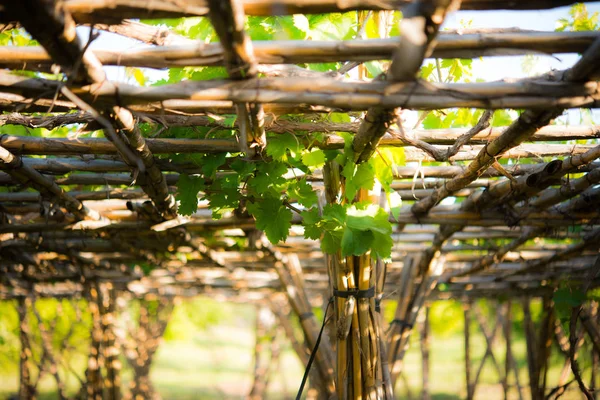 Uvas estão crescendo bom vinho está chegando — Fotografia de Stock