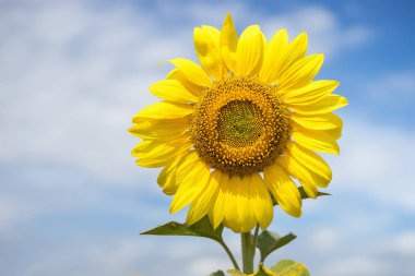 SunflPak Chongower Amphoe Nakhon Ratchasima