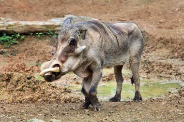 Yetişkin warthog çamur birikintisinde kazma