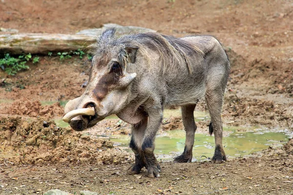Adulto warthog cavando na poça de lama — Fotografia de Stock
