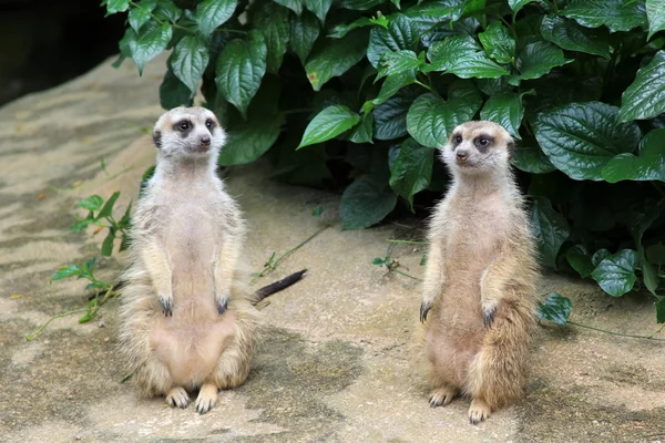 Meerkat або suricate — стокове фото