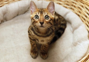 küçük bengal yavru kedi