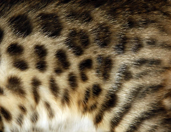 Pele Bengala gato — Fotografia de Stock