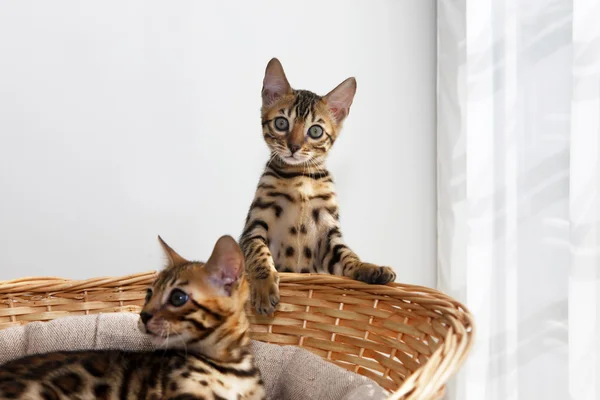 Маленькие бенгальские котята Лицензионные Стоковые Фото