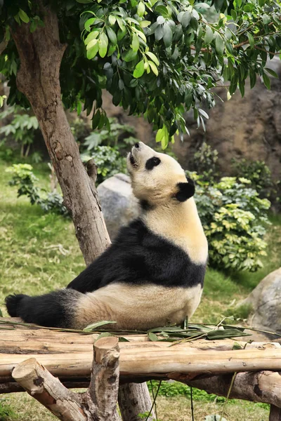 Grote panda in de dierentuin van hong kong — Stockfoto