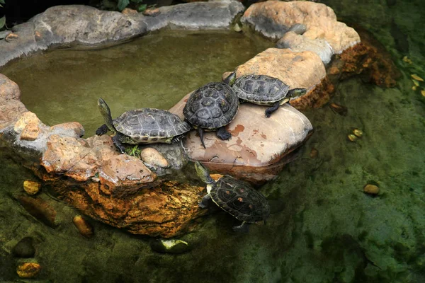Red-eared turtles in the pond — Stock Photo, Image