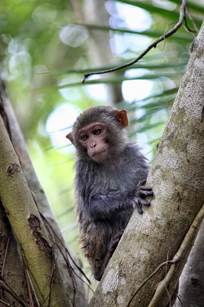 Child of monkeys — Stock Photo, Image