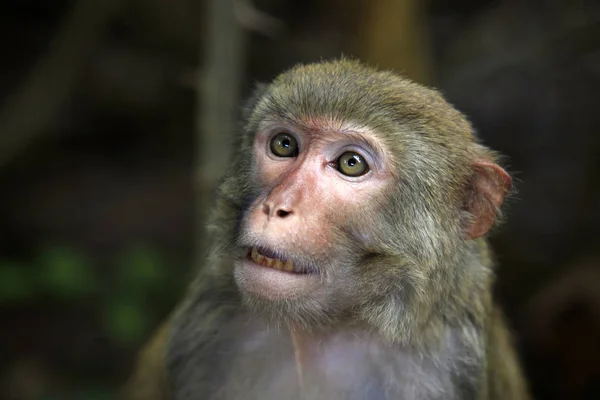 Portrait of the monkey — Stock Photo, Image