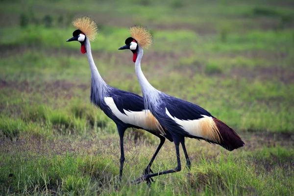 Two Grey Crowned Crane in Amboseli national park — Stock Photo, Image