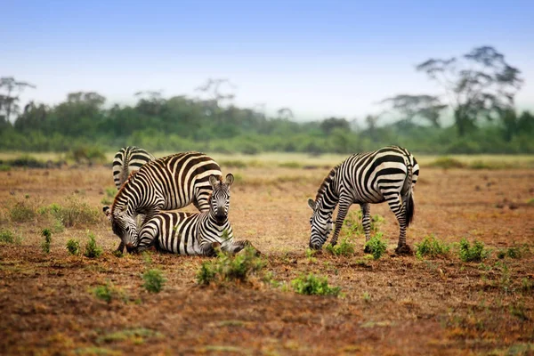 Zebras herd on savanna at sunset — Stock Photo, Image