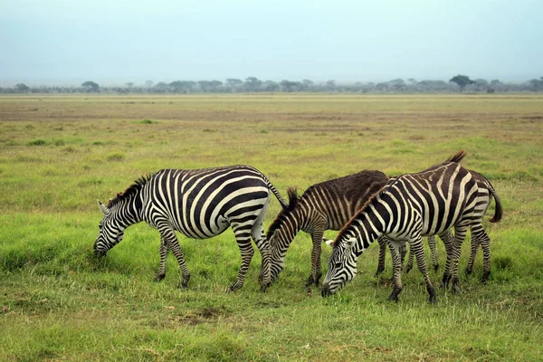 Manada de zebras em savana — Fotografia de Stock