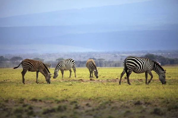 Zebror besättningen på savannen på solnedgången, Amboseli, Afrika — Stockfoto