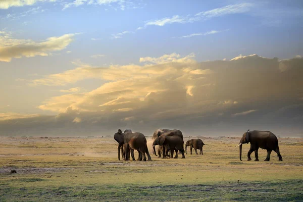 Sloni v národním parku Amboseli — Stock fotografie