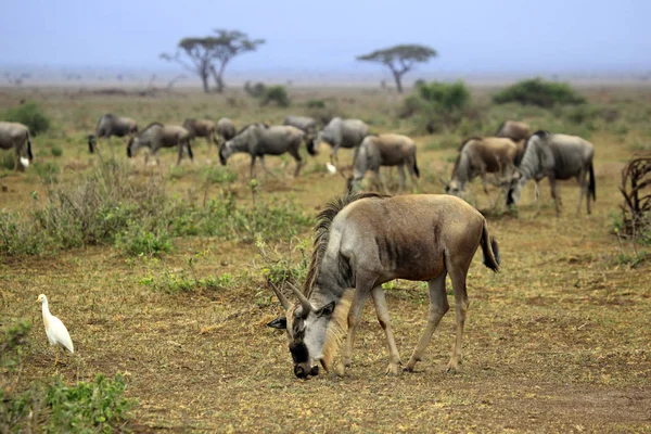 Grande migration des gnous dans le safari africain — Photo