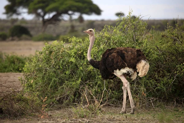 在大草原上的鸵鸟。在肯尼亚安博塞利国家公园 — 图库照片