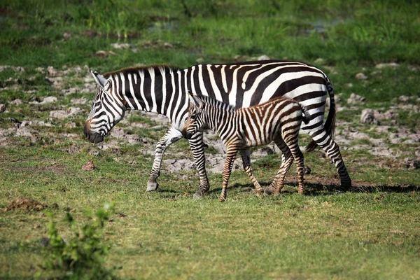 Troupeau de zèbres sur la savane — Photo