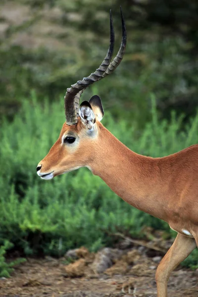 Антилопа Імпала Схід Тсаво Національний парк — стокове фото