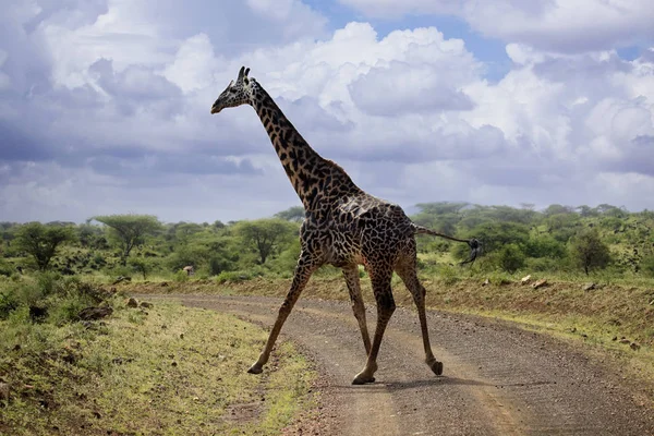 Ingyenes zsiráf Kenyában — Stock Fotó