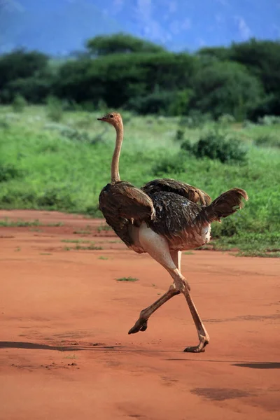 Avestruz em Tsavo East National Park, Quênia — Fotografia de Stock