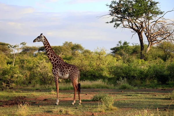 Ingyenes zsiráf Kenyában — Stock Fotó