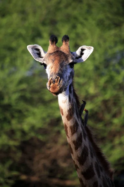 Ingyenes zsiráf Kenyában — Stock Fotó