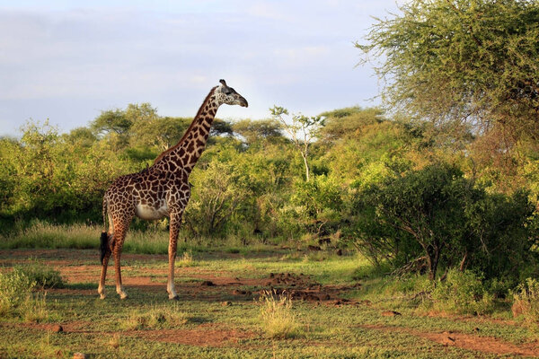 Free Giraffe in Tsavo National Park, Kenya