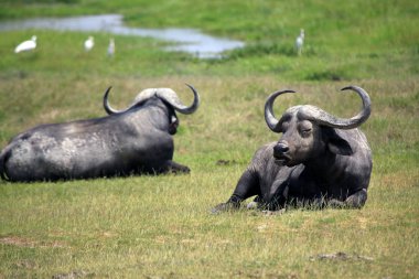 Amboseli, Cape Buffalo (Syncerus caffer)