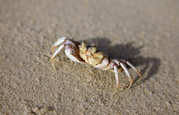 Front view of a singular sand crab — Stock Photo, Image