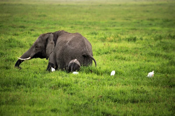 Elephants in Amboseli national park — Stock Photo, Image