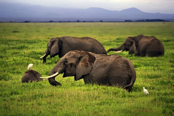 Elefanti nel Parco Nazionale di Amboseli — Foto Stock