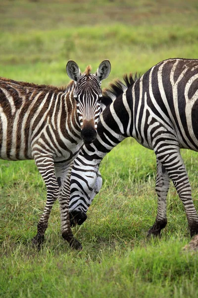 Zebras herd on savanna — Stock Photo, Image