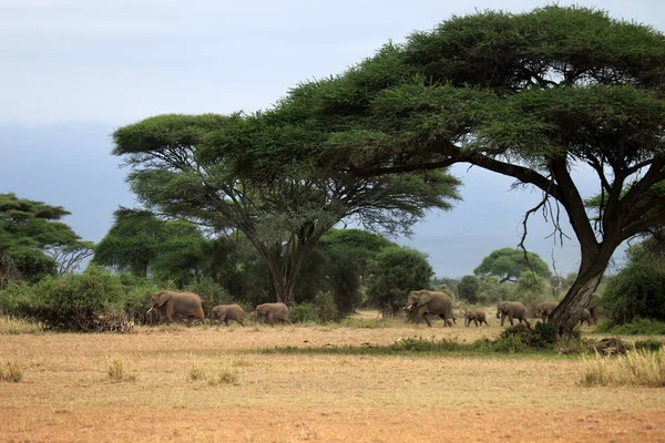 Elefántok az Amboseli Nemzeti Parkban — Stock Fotó