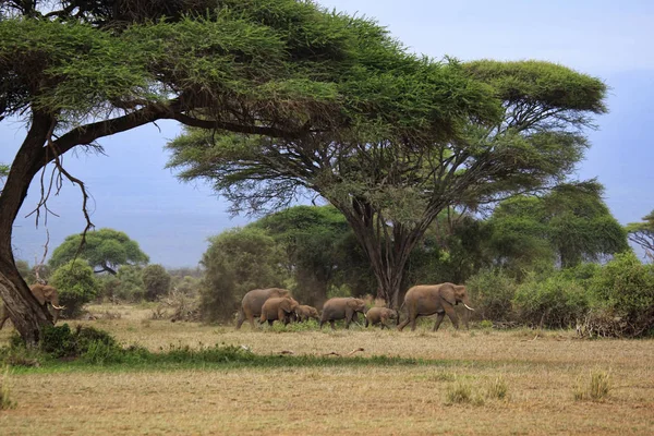 Elephants in Amboseli national park — Stock Photo, Image