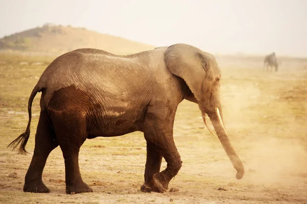在安博塞利国家公园的大象 — 图库照片