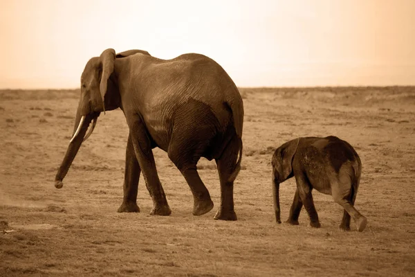 암보셀 리 국립 공원의 코끼리들 — 스톡 사진
