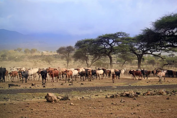 İnekler Kenya büyük sürüsü — Stok fotoğraf