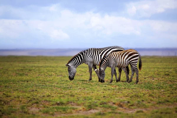 Zebras herd on savanna — Stock Photo, Image