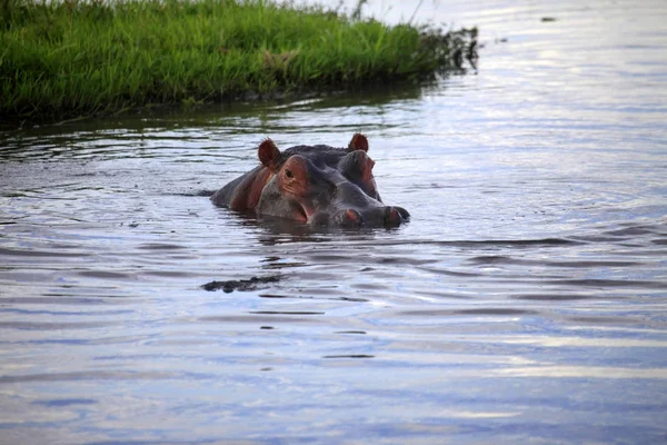 Hippopotamus in the river — Stock Photo, Image