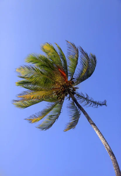 Baum einer Kokosnuss von unten gesehen — Stockfoto