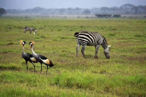 Dos Grúas Coronadas Grises y cebras en el Parque Nacional Amboseli — Foto de Stock