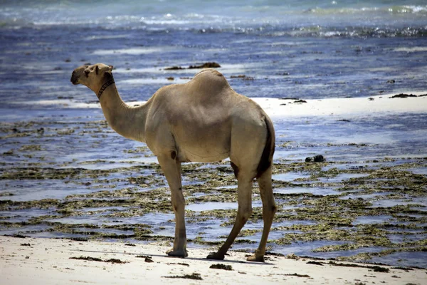 Camel walking along the shore of the ocean — Stock Photo, Image