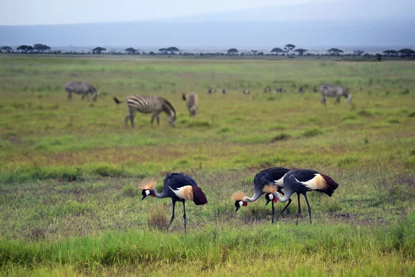 Deux grues et zèbres gris couronnés dans le parc national d'Amboseli — Photo
