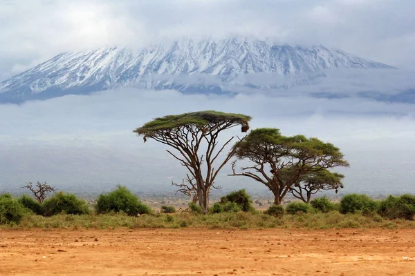 Monte Kilimanjaro, Kenia —  Fotos de Stock