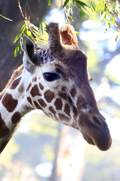 Giraffa libera in Kenya — Foto Stock